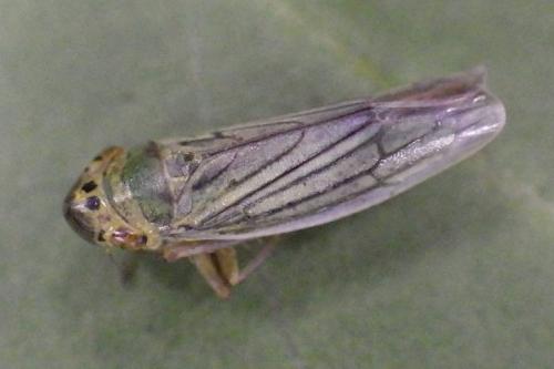 Cicadella viridis